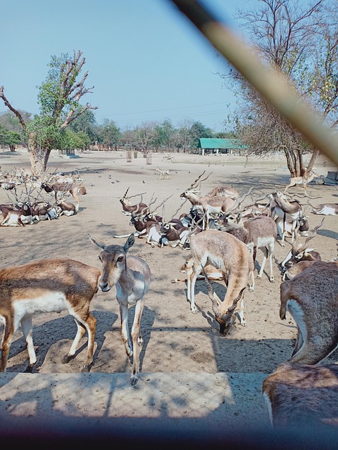 Free Mathura Madhuban photo and picture