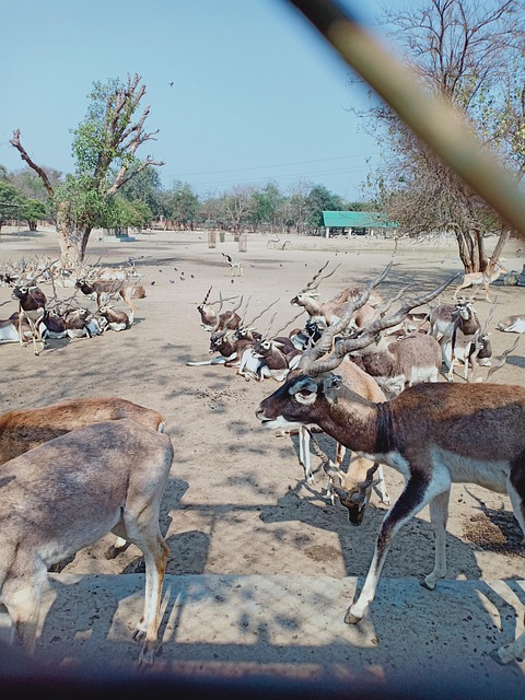 Free Mathura Madhuban photo and picture