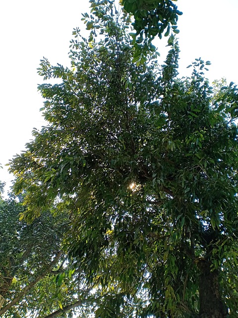 Free Tree Sky photo and picture