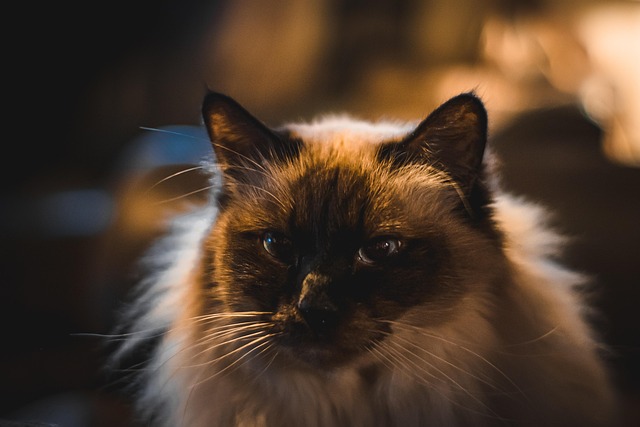 Free Cat Bokeh photo and picture