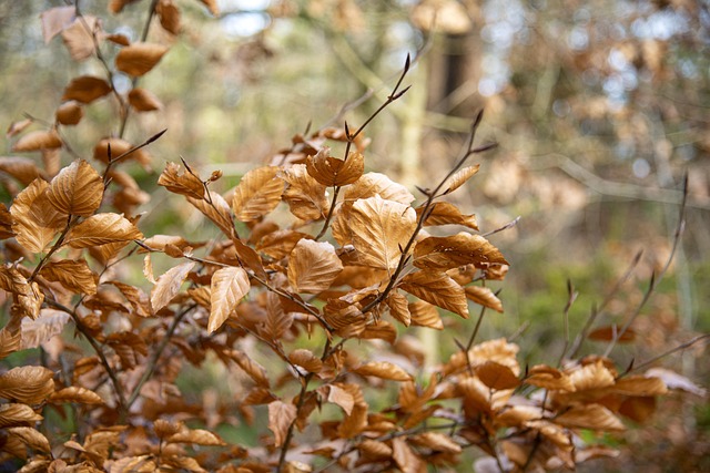 Free Leaf Golden photo and picture
