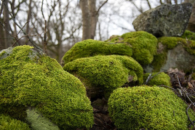 Free Grönmossa Moss photo and picture