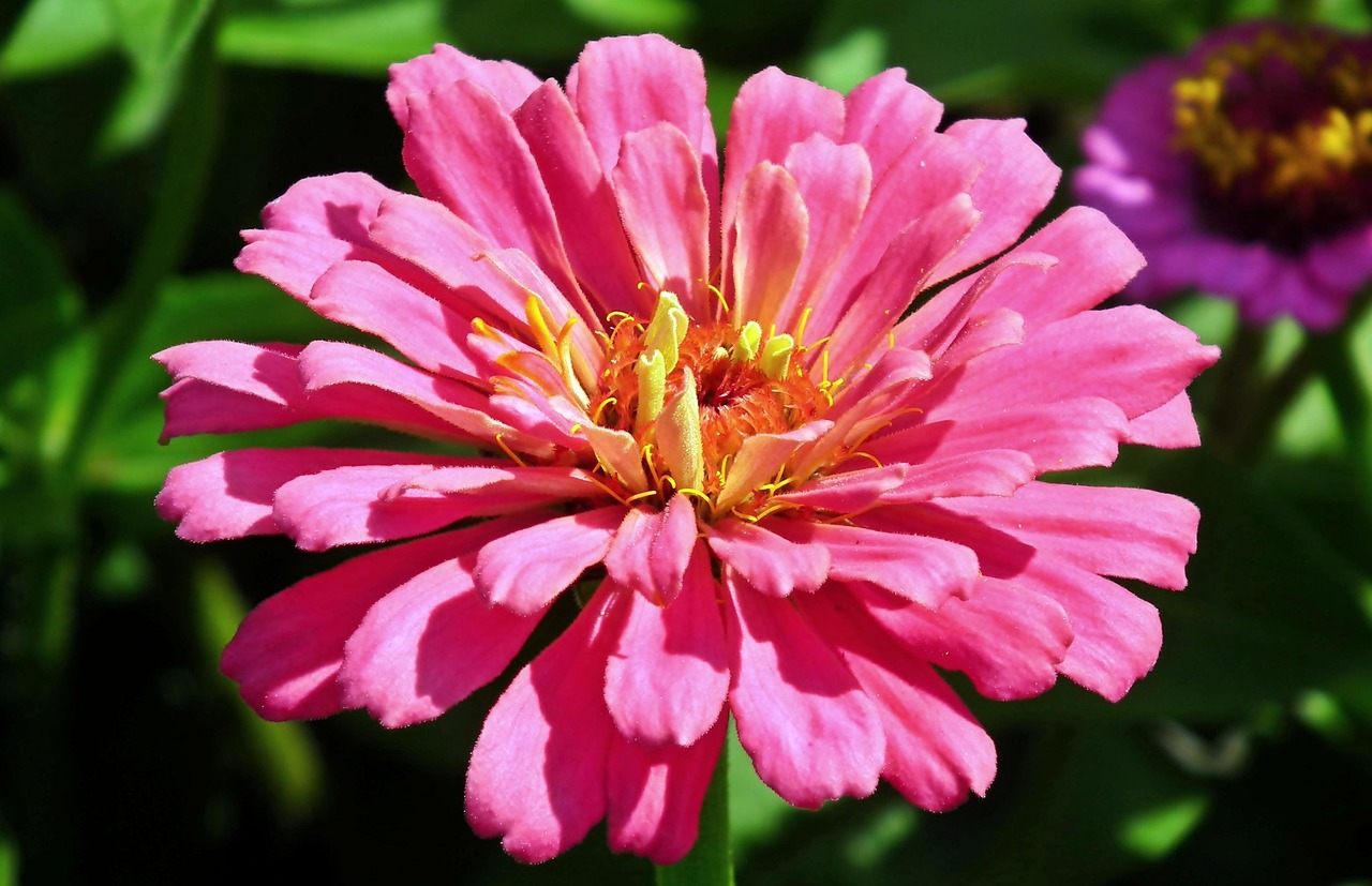 Zinnia Flower Garden Free photo on Pixabay Pixabay