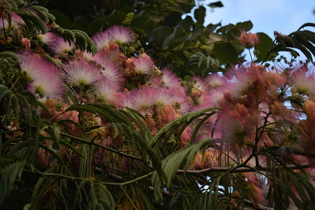 Free Flowers Nature photo and picture