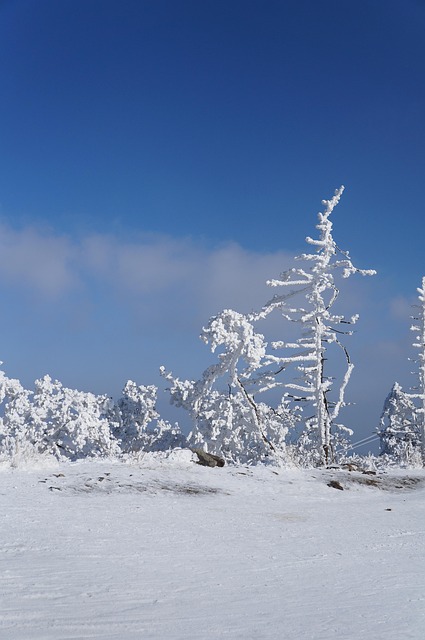 Free Winter Snow photo and picture