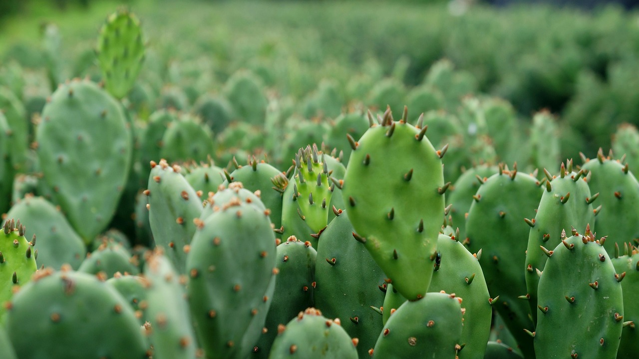 korea, nature, cactus, dracaena, garden, spring