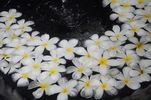 Free Plumerilla Flower photo and picture