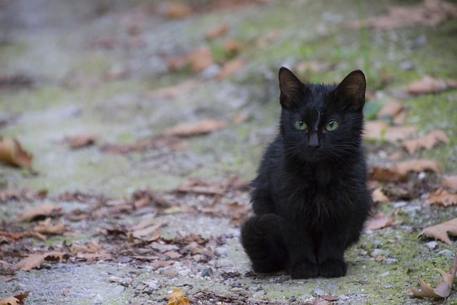 Kat, Feline, Killing, Dyr, Kæledyr, Sort