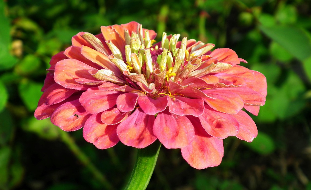 百日草 花 花园 - Pixabay上的免费照片 - Pixabay