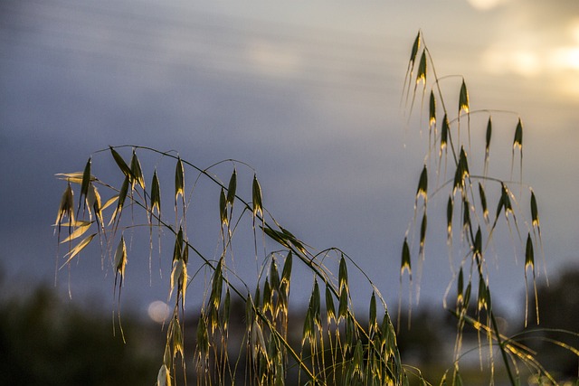 Græs, Natur, Frø, Plante, Flora, Forår