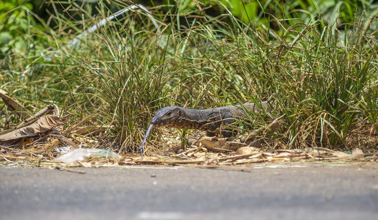 Ázsiai Víz Monitor Varanus - Ingyenes fotó a Pixabay-en - Pixabay