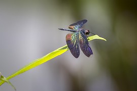 Greater Blue-Wing