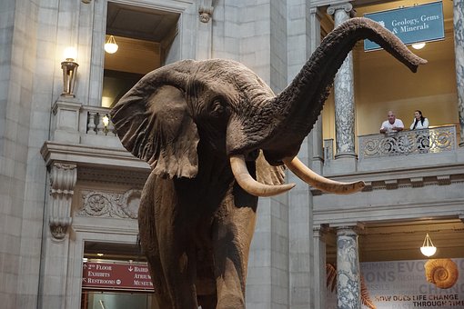 Free Elephant Natural History Museum photo and picture