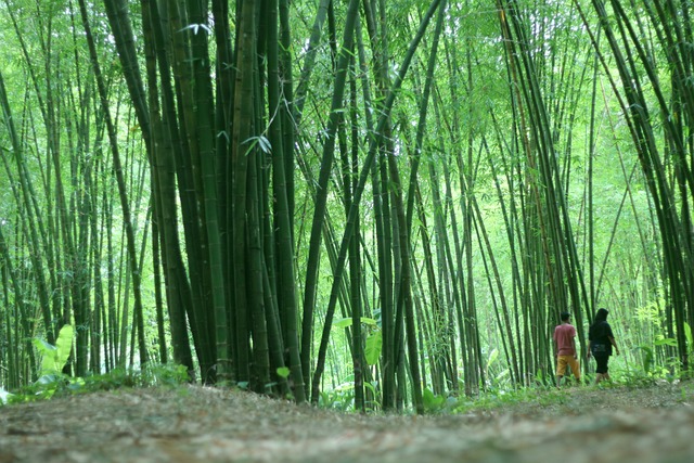 Free Bamboo Forest photo and picture