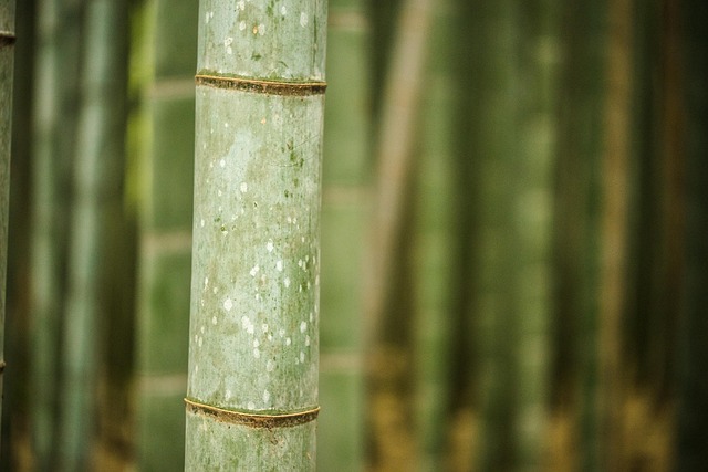 Free Bamboo Bamboo Grove photo and picture