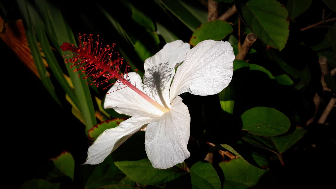 Hibiscus - free online jigsaw puzzle photo