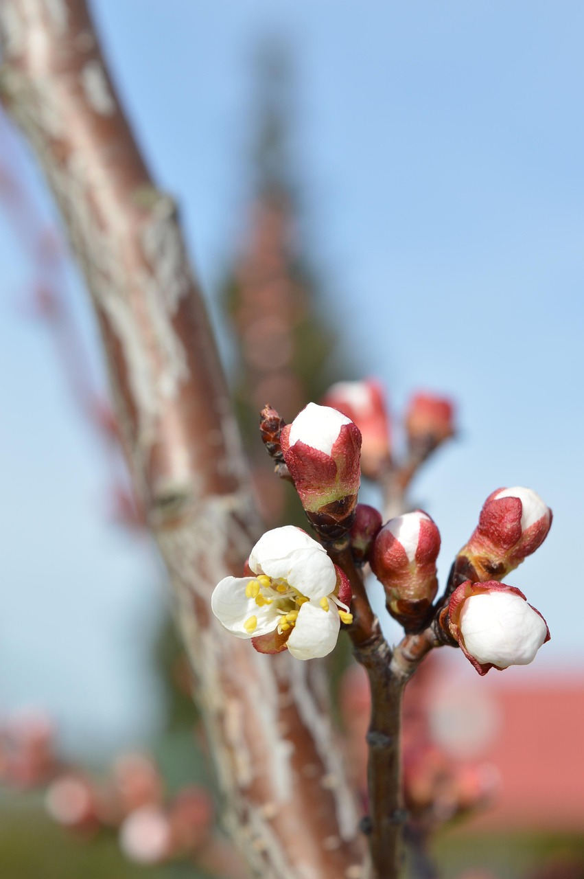 Spring Bloom Nature Close Free photo on Pixabay Pixabay