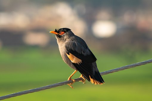 Fugl, Flyvende, Siddende, Dyr, Natur