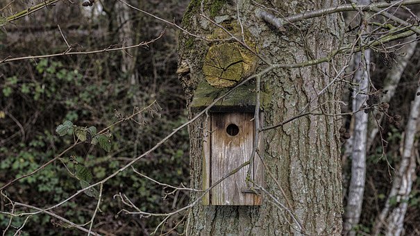 Free Tree Birdhouse photo and picture