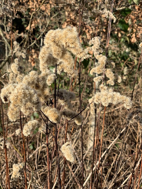 Free Winter Nature photo and picture