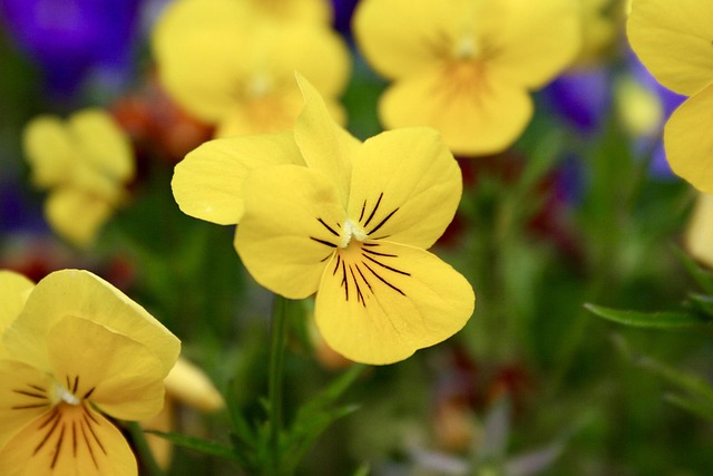 Free Yellow Flower photo and picture
