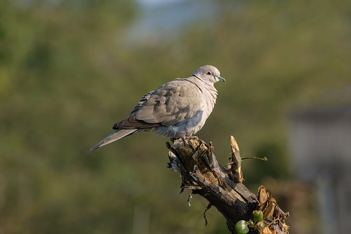 Due, Fugl, Træ, Fjer, Natur, Fred, Flyve