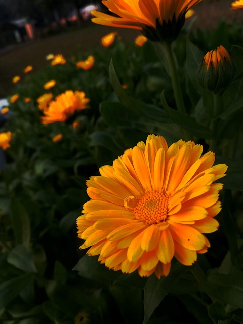Blomster, Grønt, Grøn, Have, Gul