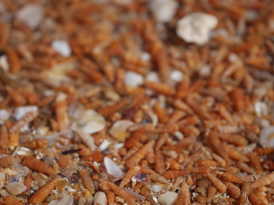 Sea Seashells Shell - Free photo on Pixabay - Pixabay