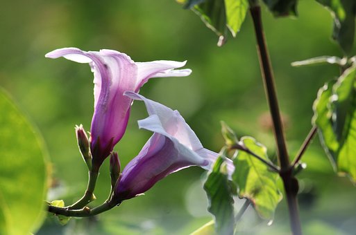 Free White Flower Wild Flower photo and picture
