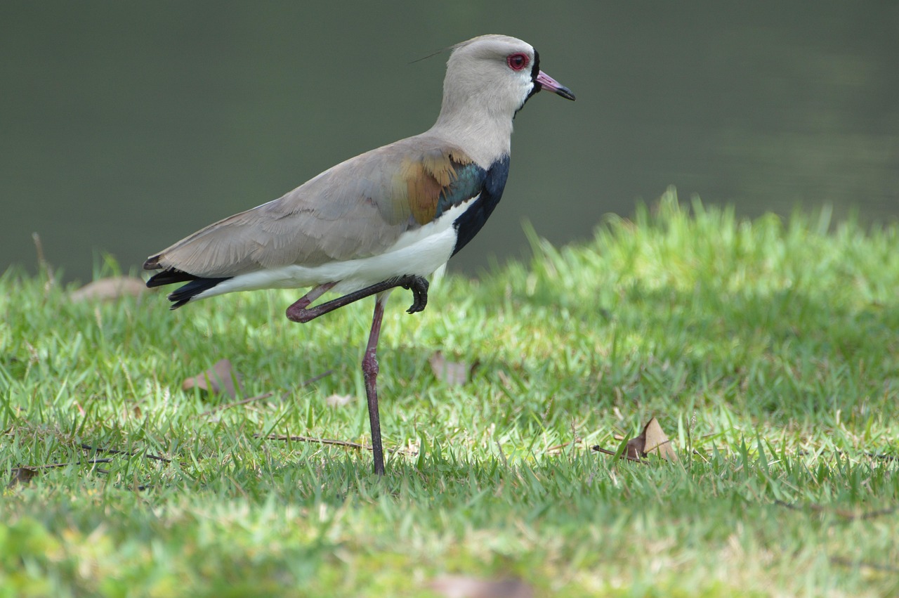 30 000 Free Birds Kids Nature Images Pixabay 30-000-free-birds-kids-nature-images-pixabay