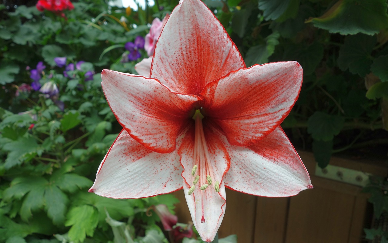 Flower Blossom Bloom Free photo on Pixabay Pixabay