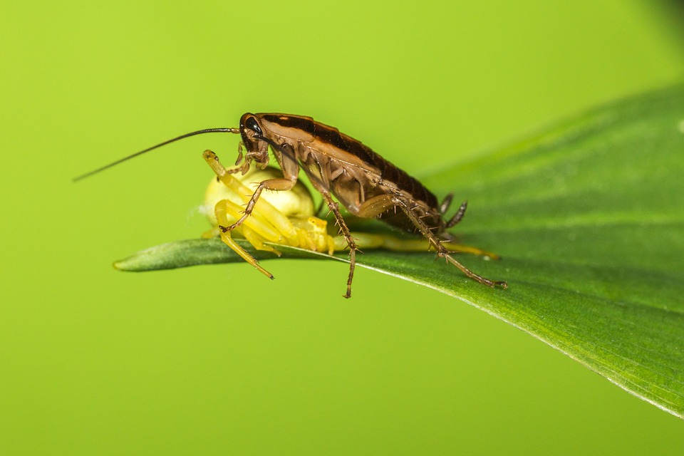 Cucaracha Alemana, Blattella Germanica, Asco