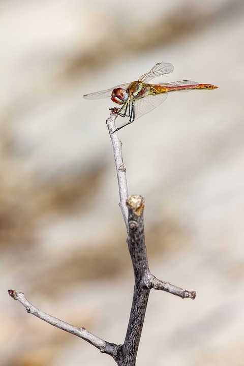 Red-Veined Dropwing Trithemis - Free photo on Pixabay - Pixabay