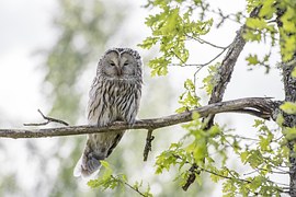 Ural Owl, Strix Uralensis, Bird