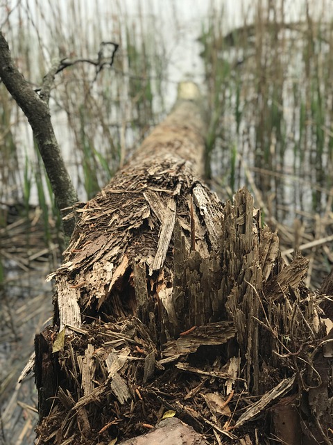 Roto, Árbol, Naturaleza, Viejo, Madera