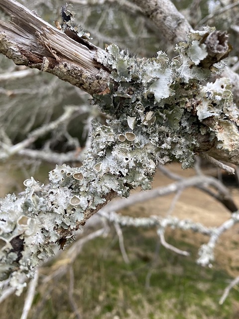 Árbol, Macro, Naturaleza, Verde, Sale De