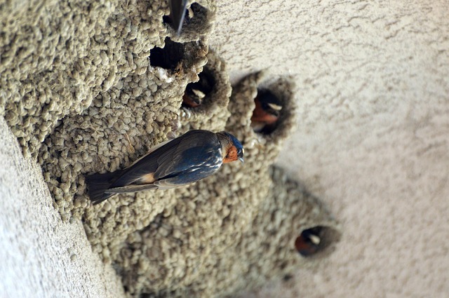 Swaallow Swallows Birds Nature - Free photo on Pixabay