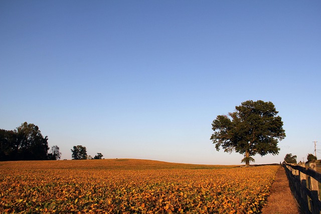 Granja, Campo, Agricultura, Rural, Árbol