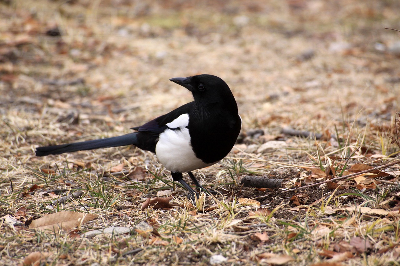 700 + 무료 Magpie & 까치 이미지 - Pixabay