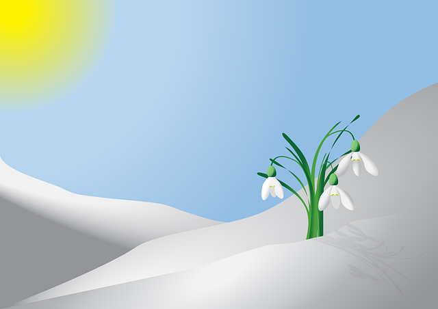 Free spring beautiful flowers snowdrop vector