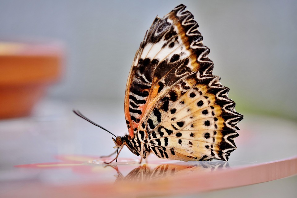 Butterfly, Tropical Butterfly, Exotic, Insect, Wing
