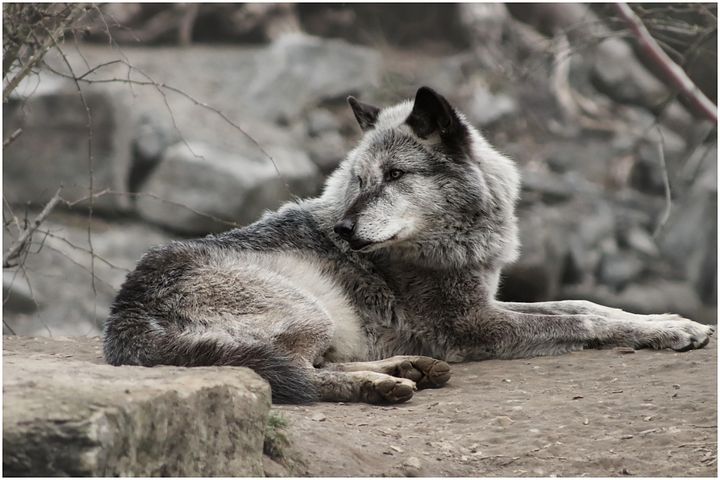 200+ Free Wolves &amp; Wolf Photos