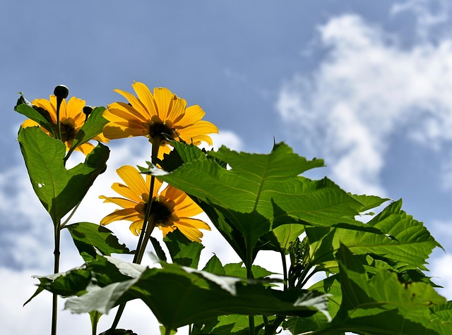 Free Sunflower Nature photo and picture