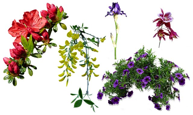 Free azalea columbine spring illustration