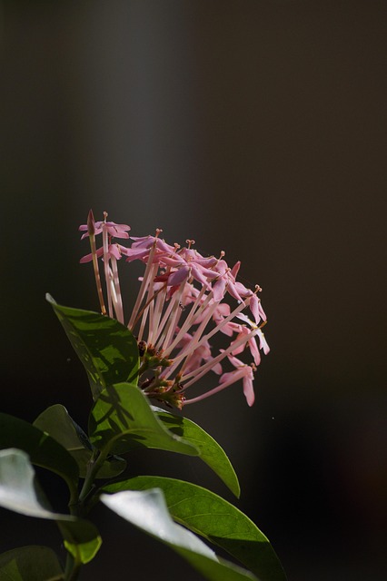 Free Nature Rose Flower photo and picture