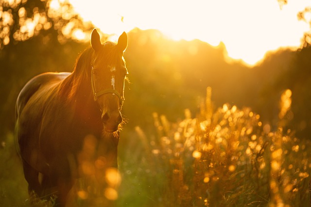Free Horse Light photo and picture Free Horse Light photo and picture