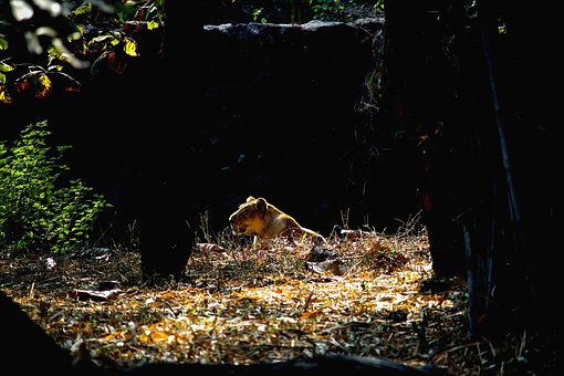 Free Lion Lioness photo and picture