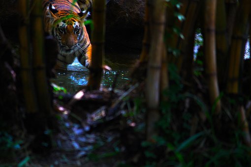 Free Tiger Wildlife photo and picture