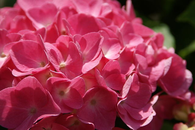 Hortensie, Blume, Rosa, Hortensienblüte