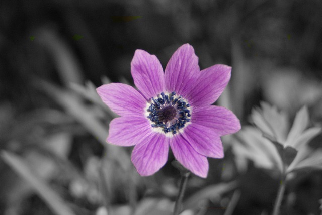 Lila, Schöne Blumen, Blume, Violett